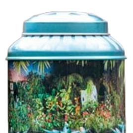 Theeblik De Indische Waterlelies