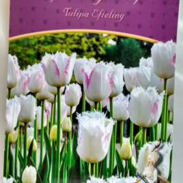 Efteling Tulpen bollen